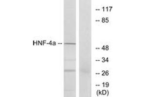 Western Blotting (WB) image for anti-Hepatocyte Nuclear Factor 4, alpha (HNF4A) (AA 280-329) antibody (ABIN2889004) (HNF4A anticorps  (AA 280-329))