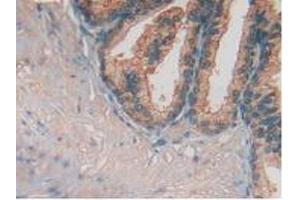 IHC-P analysis of Human Prostate Gland Tissue, with DAB staining. (FUCA1 anticorps  (AA 53-289))