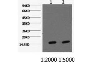 Western Blotting (WB) image for anti-Cytochrome C Oxidase Subunit IV Isoform 1 (COX4I1) antibody (ABIN5956222) (COX IV anticorps)