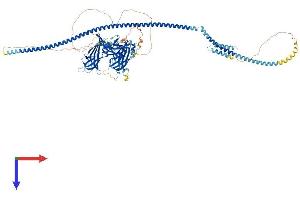 AlphaFold protein structure predicition of Mouse Recombinant Cep120 Protein, UniprotID Q7TSG1