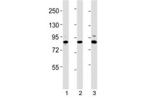 Western blot testing of Suz12 antibody at 1:2000 dilution. (SUZ12 anticorps  (AA 381-395))