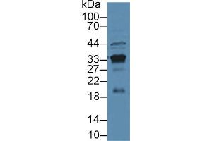 Western blot analysis of Mouse Kidney lysate, using Mouse KLK3 Antibody (3 µg/ml) and HRP-conjugated Goat Anti-Rabbit antibody ( (Prostate Specific Antigen anticorps  (AA 39-261))