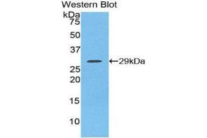 Western Blotting (WB) image for anti-Fibroblast Growth Factor Receptor 2 (FGFR2) (AA 157-377) antibody (ABIN1858879) (FGFR2 anticorps  (AA 157-377))