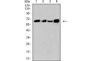 Western blot analysis using CPV-VP2 mouse mAb against SW480 (1), A431 (2), K562 (3), and BCBL-1 (4) cell lysate. (CPV-VP2 (AA 1-128) anticorps)