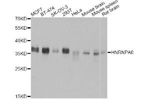Western blot analysis of extracts of various cell lines, using HNRNPA0 antibody (ABIN5973588) at 1:3000 dilution. (HNRNPA0 anticorps)