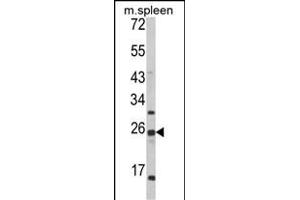 Western blot analysis of FKBP11 Antibody (C-term) (ABIN652245 and ABIN2841019) in mouse spleen tissue lysates (35 μg/lane). (FKBP11 anticorps  (C-Term))