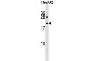IAL4A Antibody (N-term) (ABIN1881677 and ABIN2839019) western blot analysis in HepG2 cell line lysates (35 μg/lane). (PPIAL4A anticorps  (N-Term))