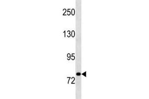 STAT3 antibody western blot analysis in A549 lysate.