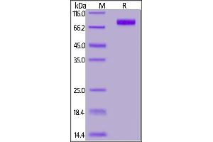 Human MICA, Fc Tag (MALS verified) on  under reducing (R) condition. (MICA Protein (AA 24-308) (Fc Tag))