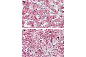 Immunohistochemical staining of formalin-fixed, paraffin-embedded human liver (A) and human brain, cortex (B) tissue after heat-induced antigen retrieval. (TAO Kinase 1 (TAOK1) (C-Term) anticorps)
