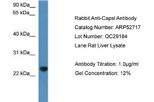 WB Suggested Anti-Capsl  Antibody Titration: 0. (CAPSL anticorps  (C-Term))