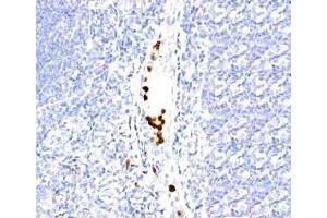 Formalin-fixed, paraffin-embedded human tonsil stained with Granulocyte antibody (SPM250). (Granulocytes anticorps)