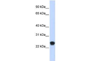 WB Suggested Anti-FKBAntibody Titration:  0. (FKBP11 anticorps  (N-Term))