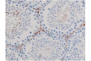 ABIN6267467 at 1/200 staining Mouse testis tissue sections by IHC-P. (CDC25B anticorps  (pSer323))