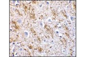 Immunohistochemistry of neurturin in human brain tissue with this product at 5 μg/ml.