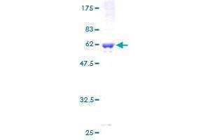 Septin 8 (SEPT8) (AA 1-258) protein (GST tag)