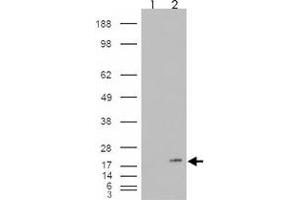 293 overexpressing PLA2G1B and probed with PLA2G1B polyclonal antibody  (mock transfection in first lane), tested by Origene. (PLA2G1B anticorps)