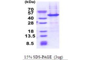 SDS-PAGE (SDS) image for Nuclear Apoptosis Inducing Factor 1 (NAIF1) (AA 1-327) protein (His tag) (ABIN6387435) (NAIF1 Protein (AA 1-327) (His tag))