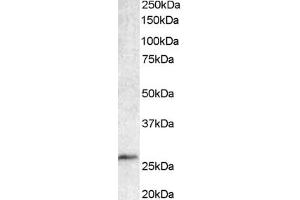 ABIN184562 staining (1µg/ml) of Human Lymph Node lysate (35µg protein in RIPA buffer). (BCL7A anticorps  (C-Term))