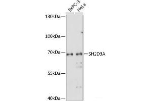 Western blot analysis of extracts of various cell lines using SH2D3A Polyclonal Antibody at dilution of 1:1000. (SH2D3A anticorps)