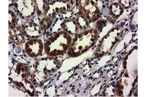 Image no. 9 for anti-COBW Domain Containing 1 (CBWD1) antibody (ABIN1497117) (CBWD1 anticorps)