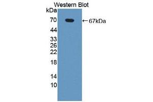 Western blot analysis of the recombinant protein. (NR1D2 anticorps  (AA 249-578))