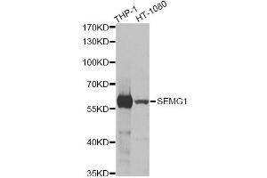 Western blot analysis of extracts of various cell lines, using SEMG1 antibody (ABIN5973197) at 1/1000 dilution. (SEMG1 anticorps)