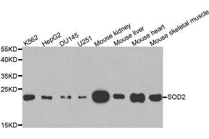 Western blot analysis of extracts of various cell lines, using SOD2 antibody. (SOD2 anticorps  (AA 25-222))
