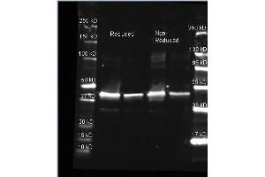 Goat anti Sarcosine Oxidase antibody was used to detect Sarcosine Oxidase. (PIPOX anticorps  (HRP))