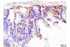 Formalin-fixed and paraffin embedded mouse colon labeled with Anti-CD13/APN/ANPEN Polyclonal Antibody, Unconjugated (ABIN685762) at 1:200 followed by conjugation to the secondary antibody and DAB staining. (CD13 anticorps  (AA 344-444))