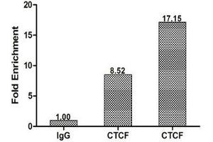 Chromatin Immunoprecipitation Hela (1. (CTCF anticorps  (AA 1-260))