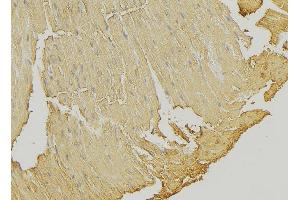 ABIN6274317 at 1/100 staining Mouse muscle tissue by IHC-P. (SSBP1 anticorps  (Internal Region))