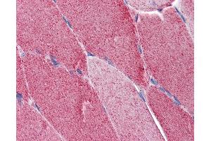 Anti-FAM50A antibody IHC of human skeletal muscle.
