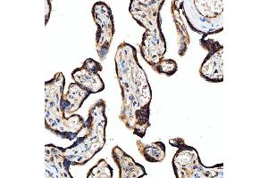 IHC analysis of SRPRB using anti-SRPRB antibody (ABIN7602015).