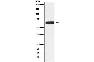 Western blot analysis of CD89 expression in HL-60 cell lysate.