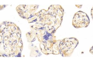 Detection of CDO1 in Human Placenta Tissue using Polyclonal Antibody to Cysteine Dioxygenase I (CDO1) (CDO1 anticorps  (AA 1-200))