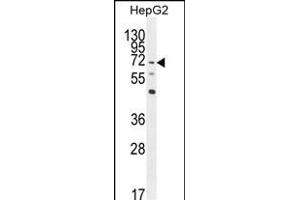 LRRC33 Antibody (C-term) (ABIN654275 and ABIN2844083) western blot analysis in HepG2 cell line lysates (35 μg/lane). (LRRC33 anticorps  (C-Term))