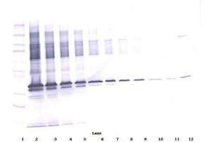 Image no. 3 for anti-Apolipoprotein E (APOE) antibody (ABIN465190) (APOE anticorps)