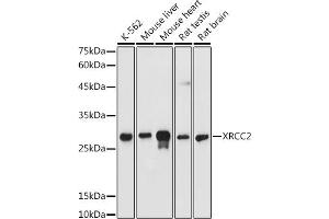 Western blot analysis of extracts of various cell lines, using XRCC2 antibody  at 1:500 dilution.