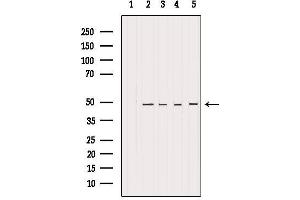 Western blot analysis of extracts from various samples, using HDAC3 Antibody.