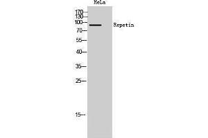 Western Blotting (WB) image for anti-Repetin (RPTN) (C-Term) antibody (ABIN3180856) (Repetin anticorps  (C-Term))