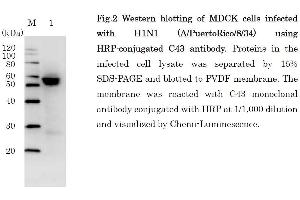 Western Blotting (WB) image for anti-Influenza Nucleoprotein antibody (Influenza A Virus H2N2) (H1N1), (H2N2), (H3N2), (H5N1), (H5N2) (HRP) (ABIN2452038)