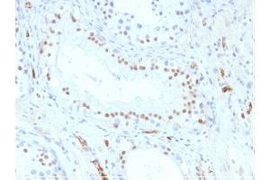 Formalin-fixed, paraffin-embedded Human Testis stained with Wilm's Tumor Mouse Monoclonal Antibody (WT1/857).