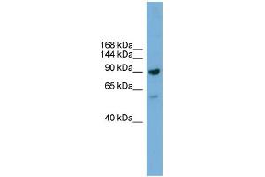 WB Suggested Anti-Ddx54 Antibody Titration:  0. (DDX54 anticorps  (C-Term))