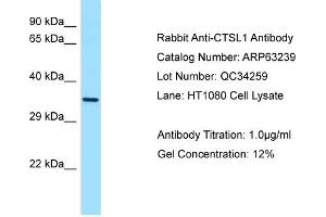 Western Blotting (WB) image for anti-Cathepsin L1 (CTSL1) (C-Term) antibody (ABIN2774366) (Cathepsin L anticorps  (C-Term))