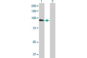 Western Blot analysis of NUAK1 expression in transfected 293T cell line by NUAK1 MaxPab polyclonal antibody. (NUAK1 anticorps  (AA 1-661))