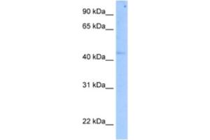 Western Blotting (WB) image for anti-SET Domain Containing (Lysine Methyltransferase) 7 (SETD7) antibody (ABIN2463237) (SETD7 anticorps)