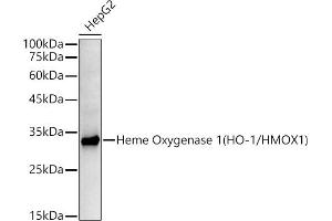 Western blot analysis of extracts of HepG2 cells, using Heme Oxygenase 1 (HO-1/HMOX1) antibody  at 1:10000 dilution. (HMOX1 anticorps)