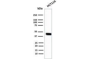 Western Blot Analysis of HCT116 cell lysate using Cytokeratin 18Rabbit Recombinant Monoclonal Antibody (KRT18/2819R). (Recombinant Cytokeratin 18 anticorps)