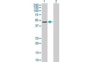 Western Blot analysis of DEPDC6 expression in transfected 293T cell line by DEPDC6 MaxPab polyclonal antibody.